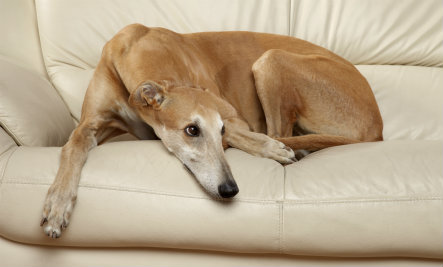 tan greyhound sitting on sofa