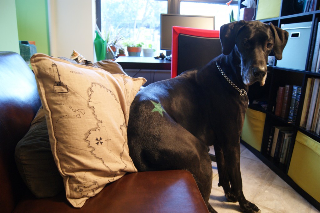 great dane on leather sofa with pink pillow