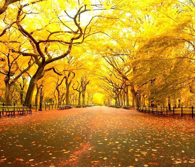 path with orange leaves during fall