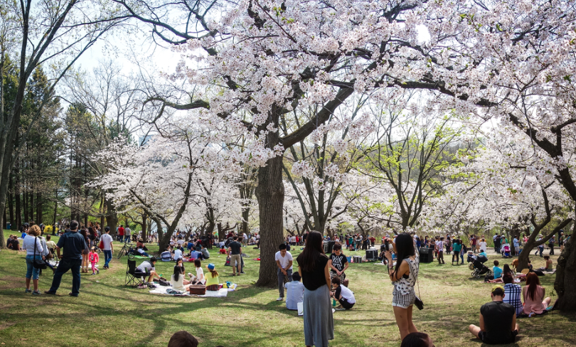 Cherry blossoms and crowd at Toronto's High Park 