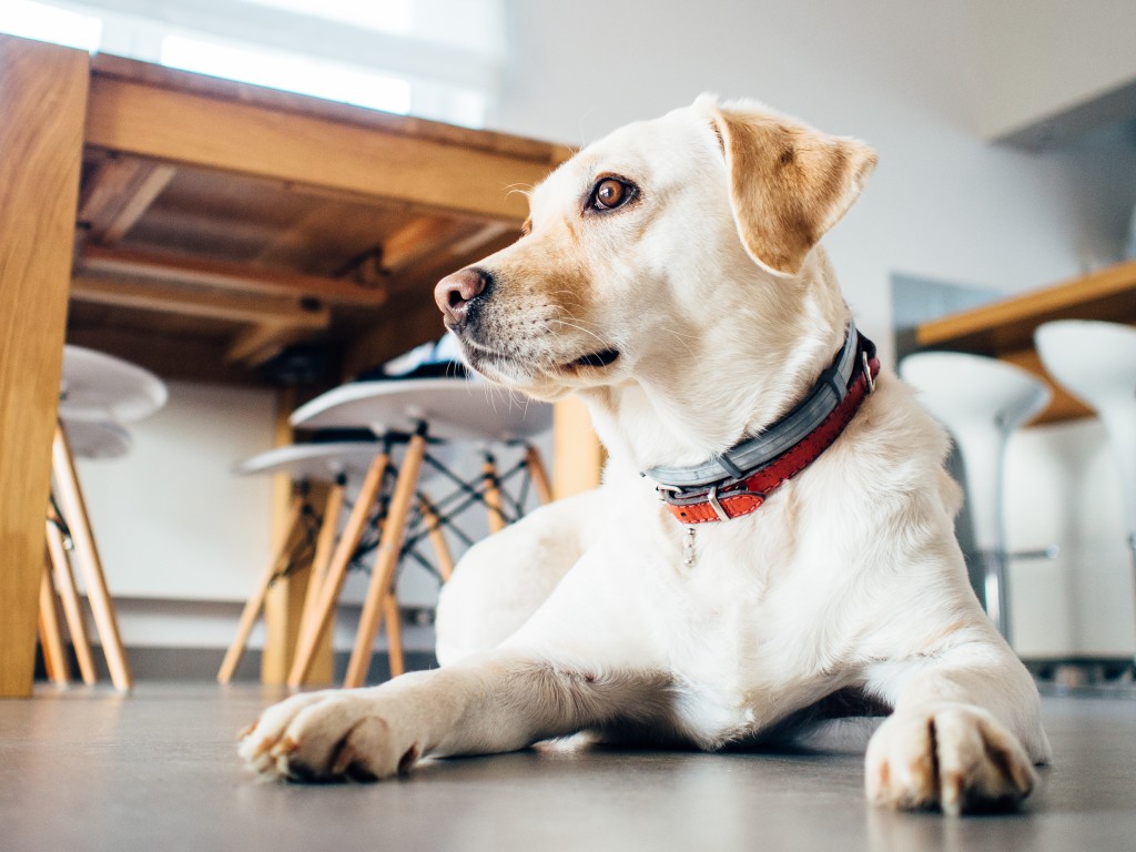 35 dogfriendly restaurants and cafes in Toronto