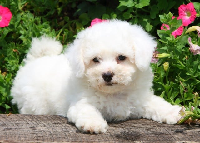 white bichon in garden