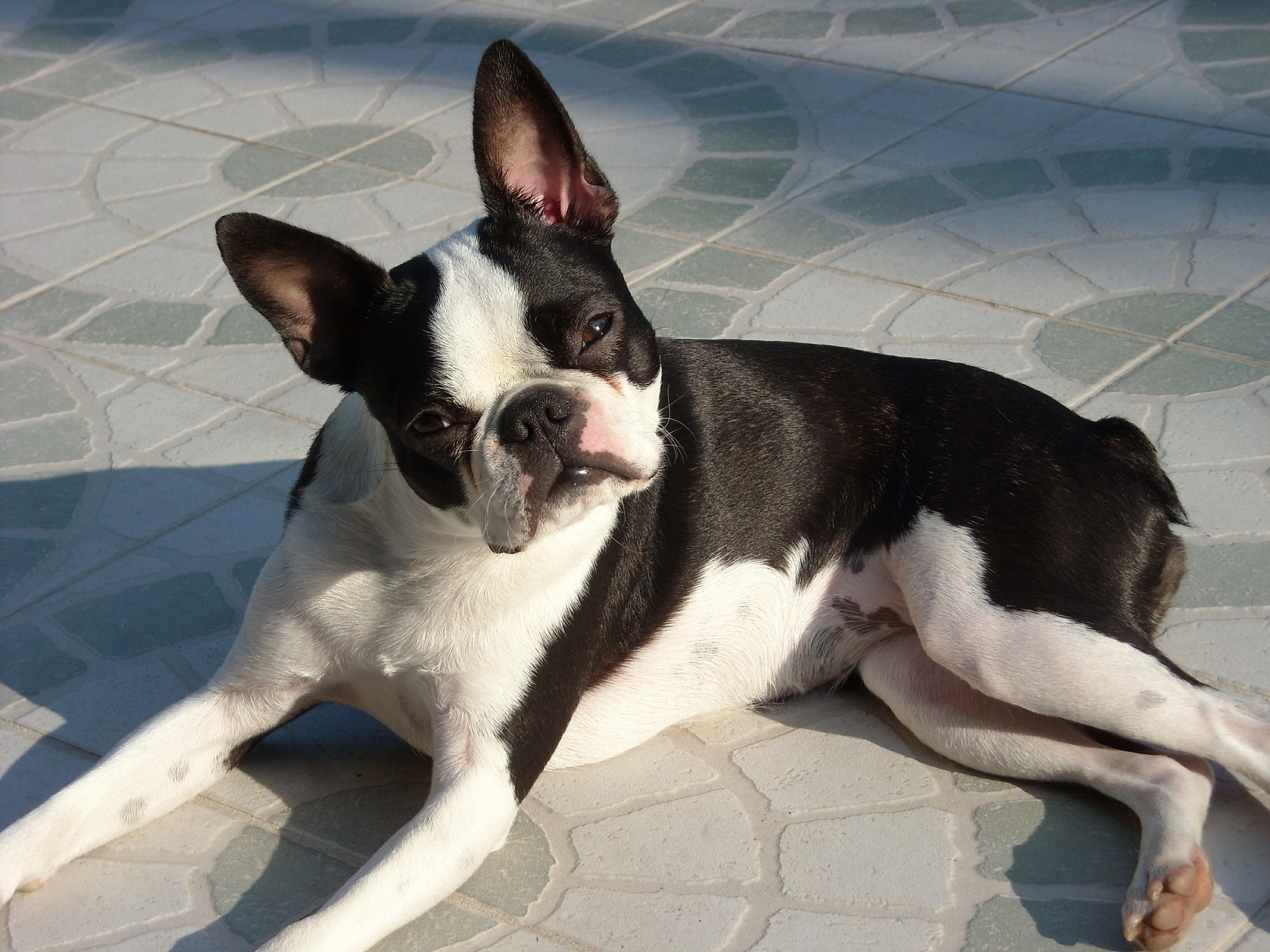 boston dog on tiles