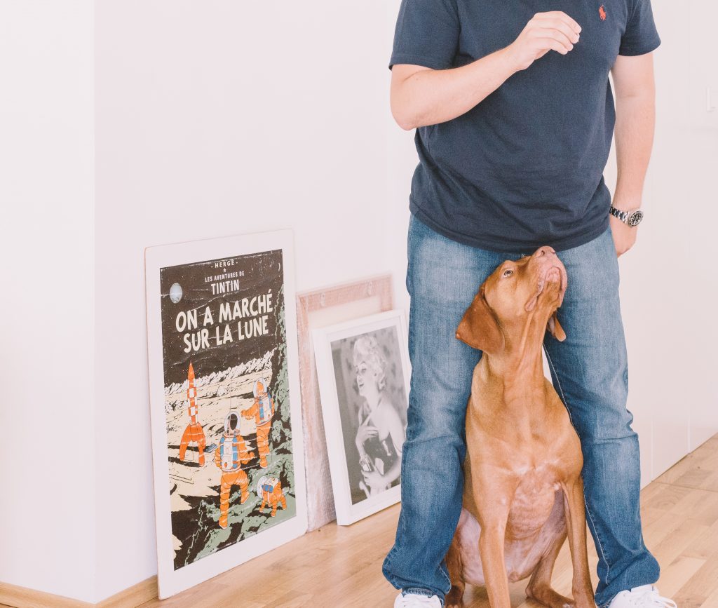 Dog looking up at man while standing in between his legs, with old movie posters behind them