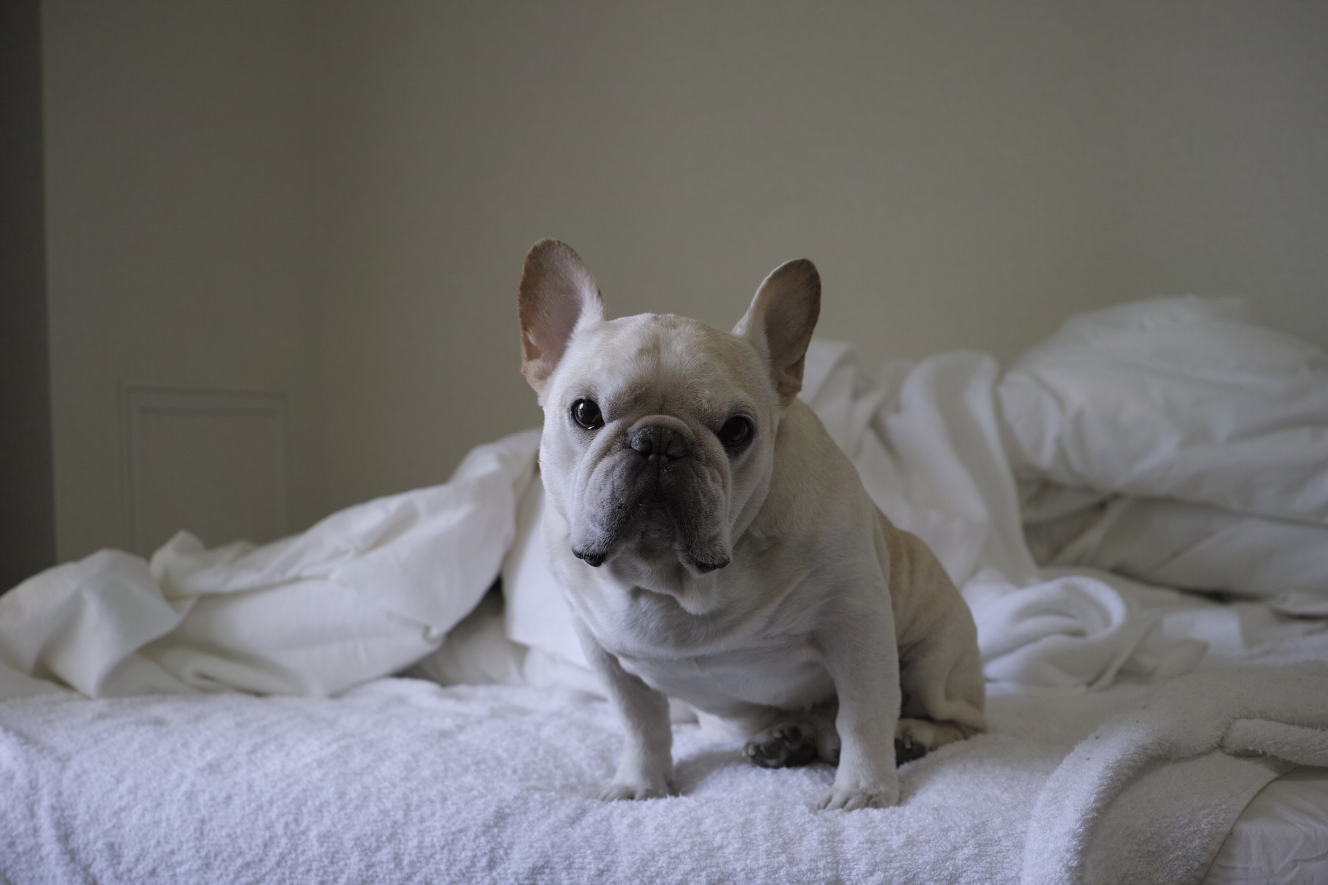 frenchie dog sitting on bed