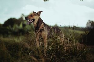 The 6 best dog parks in Toronto