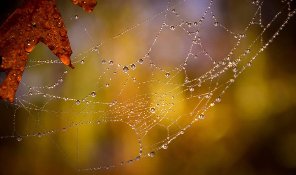 cobwebs with morning dew 