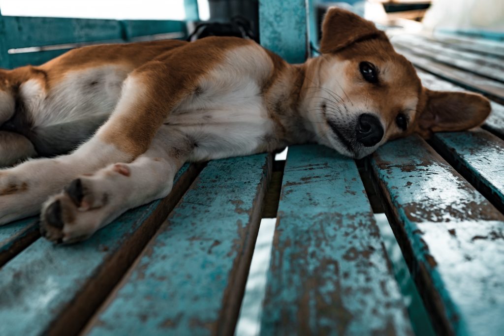 Puppy lying on side on a blue bench