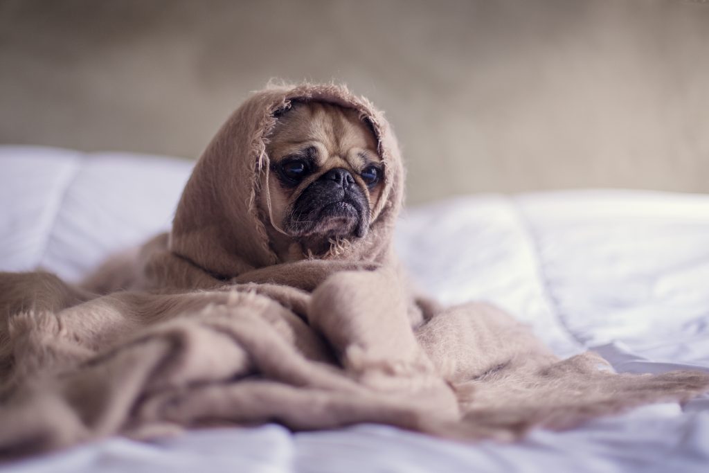 Small pug wrapped in blanket on a bed