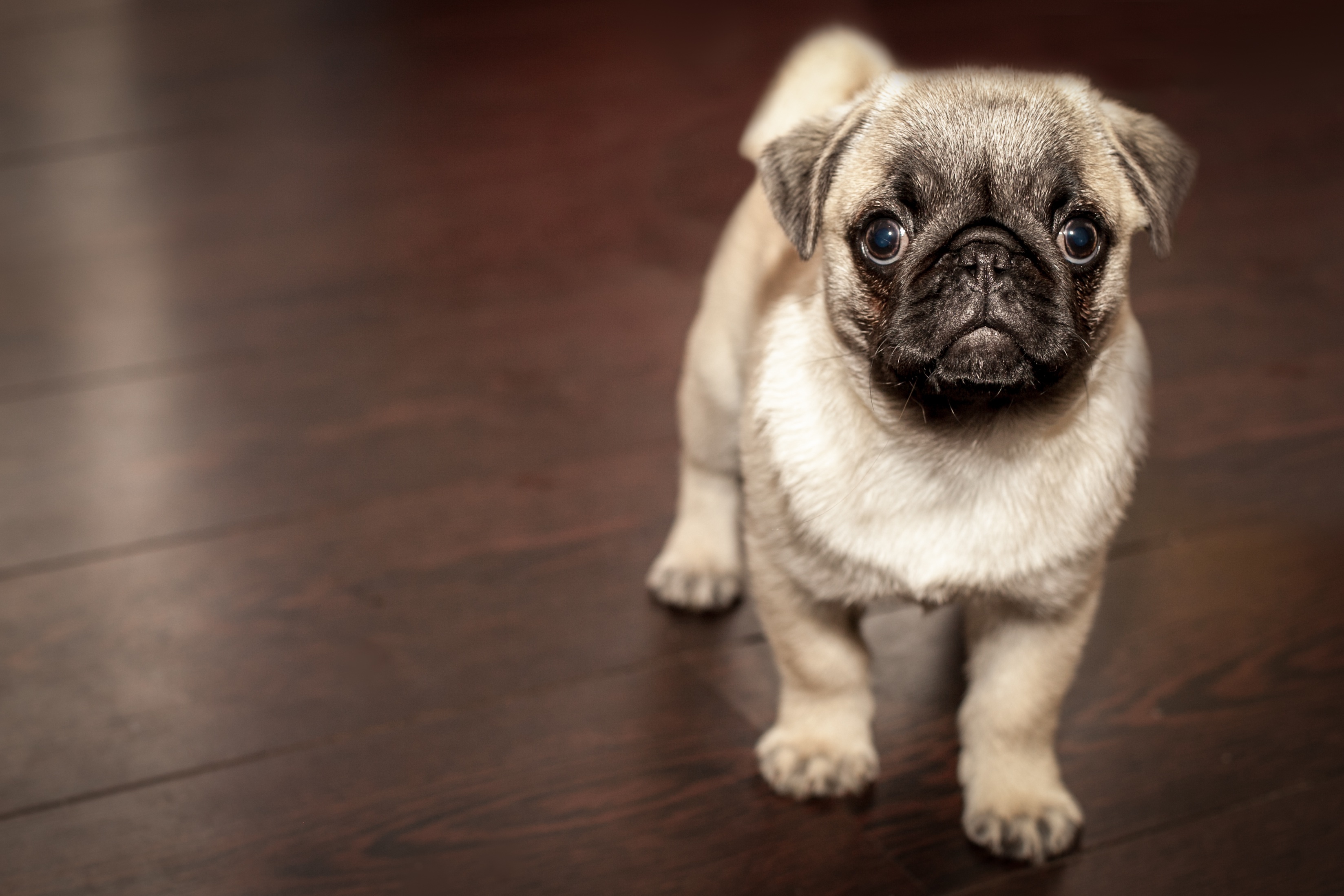 what is the best dog breed for apartment living