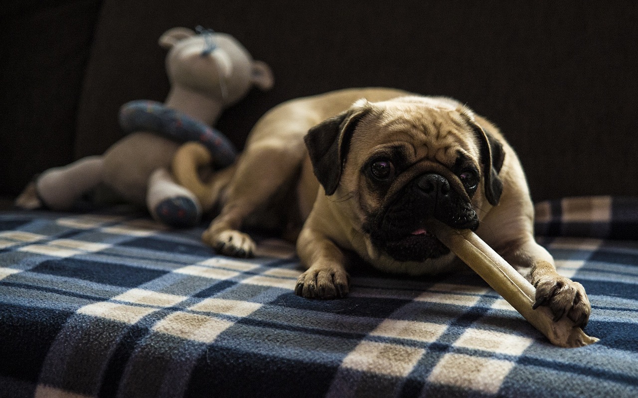 pug chewing on toy