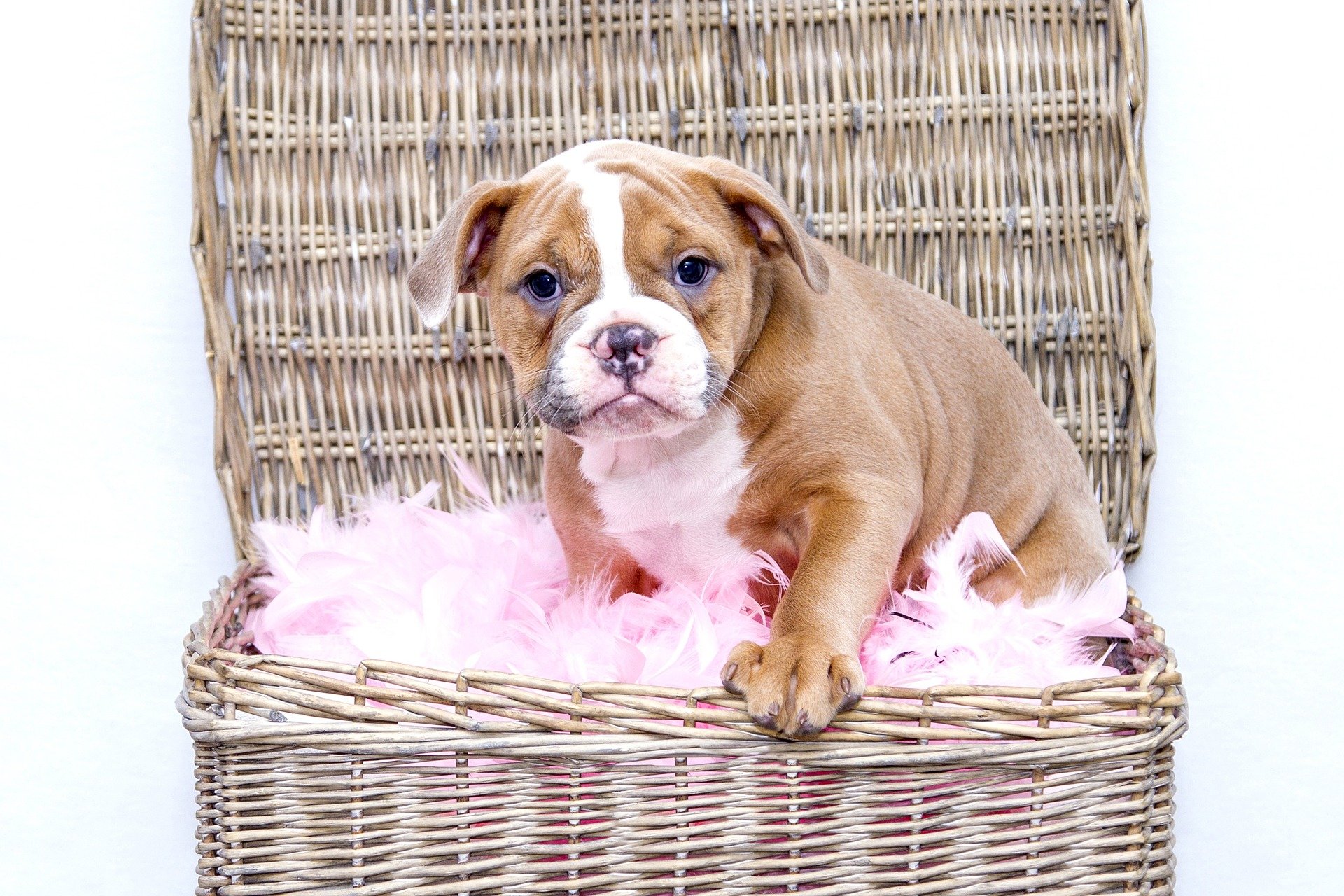 tan bulldog in basket with pink feathers