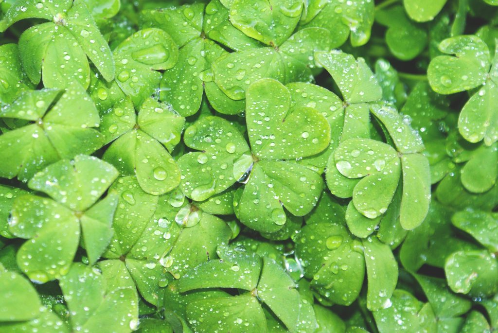 closeup of dew on four leaf clovers