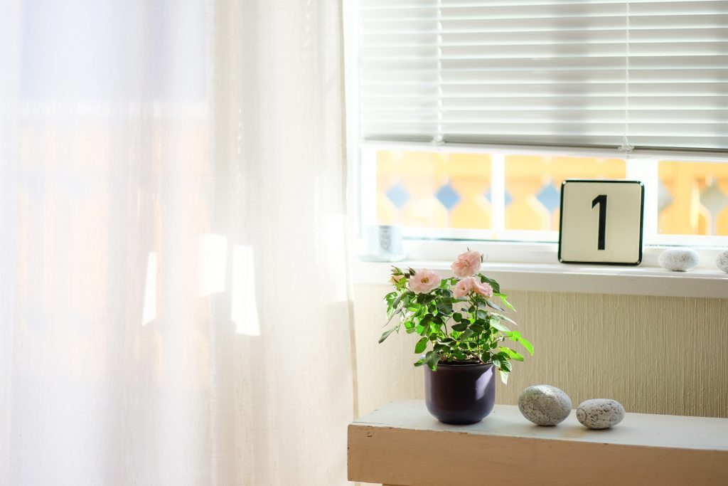 potted flower in front of window