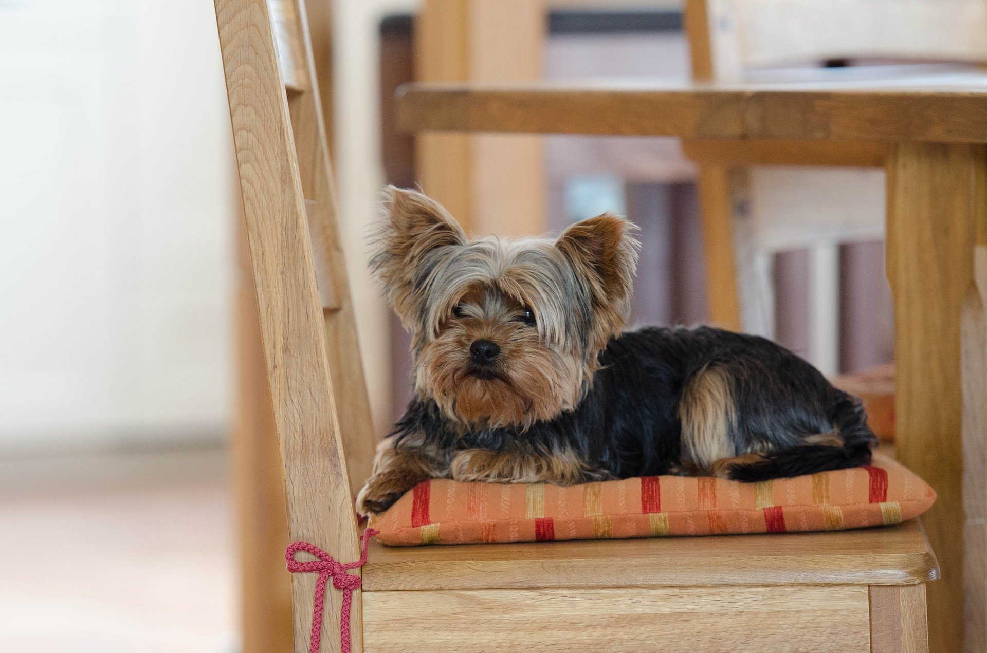 yorkie sitting on chair